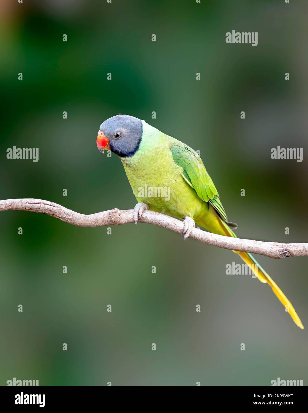 Un colpo verticale di un paracaduta a testa di slaty seduto su un ramo di albero Foto Stock