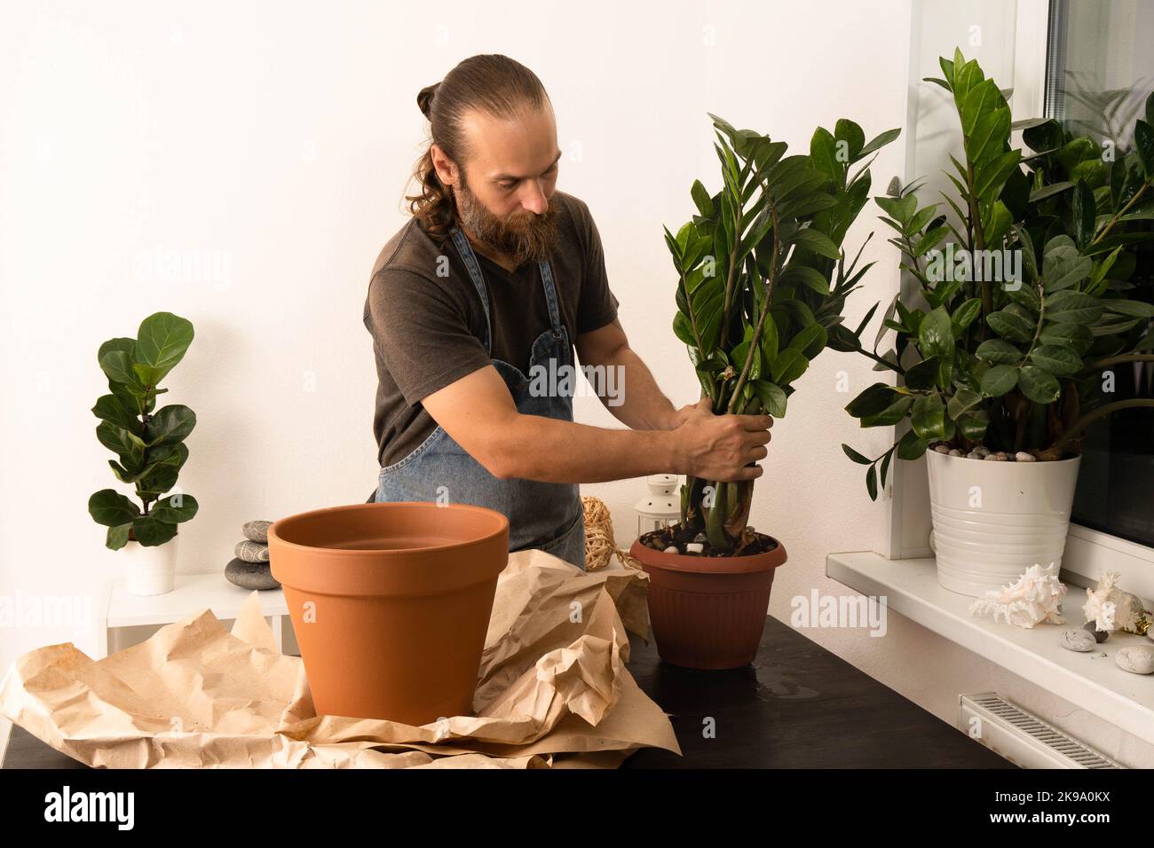 Un uomo in un grembiule pianta zamiokulkasin un grande vaso di fiori. Giardinaggio, piantatura di primavera, cura di piante di casa. Il concetto di amore per la natura. Ecologia e ambiente. Negozio di piante di fiori. Casa dolce. Spazio per la copia. Foto Stock