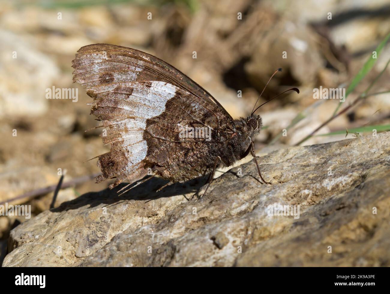 Butterfly, la roccia più piccola che grata, un insetto marrone, piuttosto opaco, che riposa su una roccia. Foto Stock