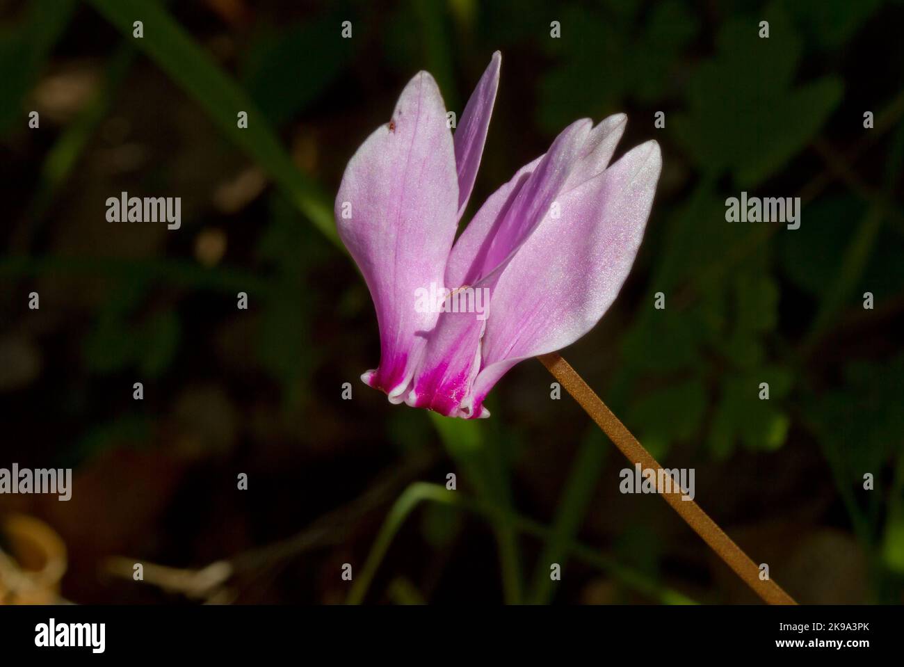 Primo piano del fiore rosa del ciclamino avido Foto Stock