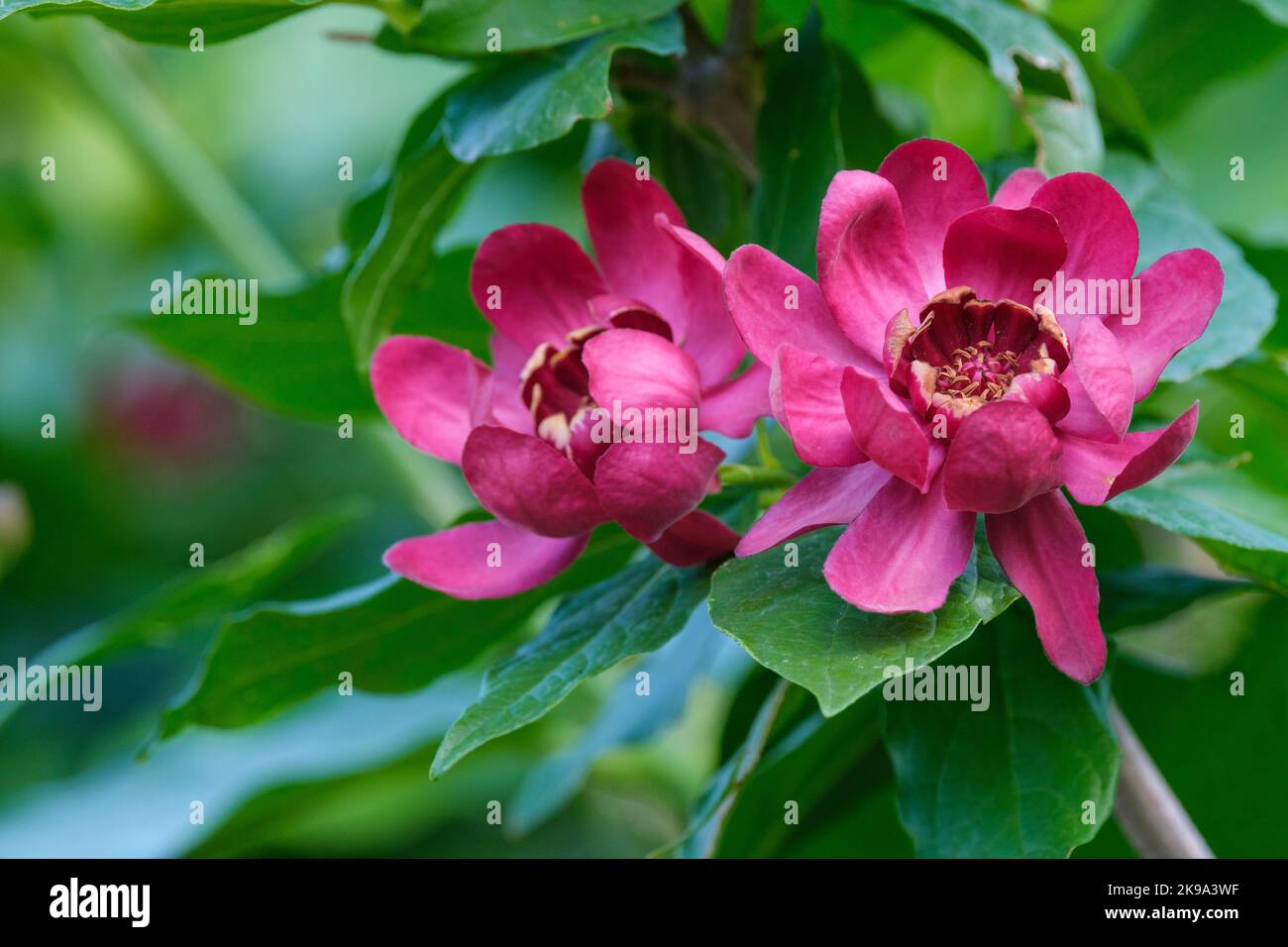 Calicanthus 'Afrodite', dolcificarso 'Afrodite', arbusto deciduo con grandi fiori profumati, dal rosso profondo al viola Foto Stock