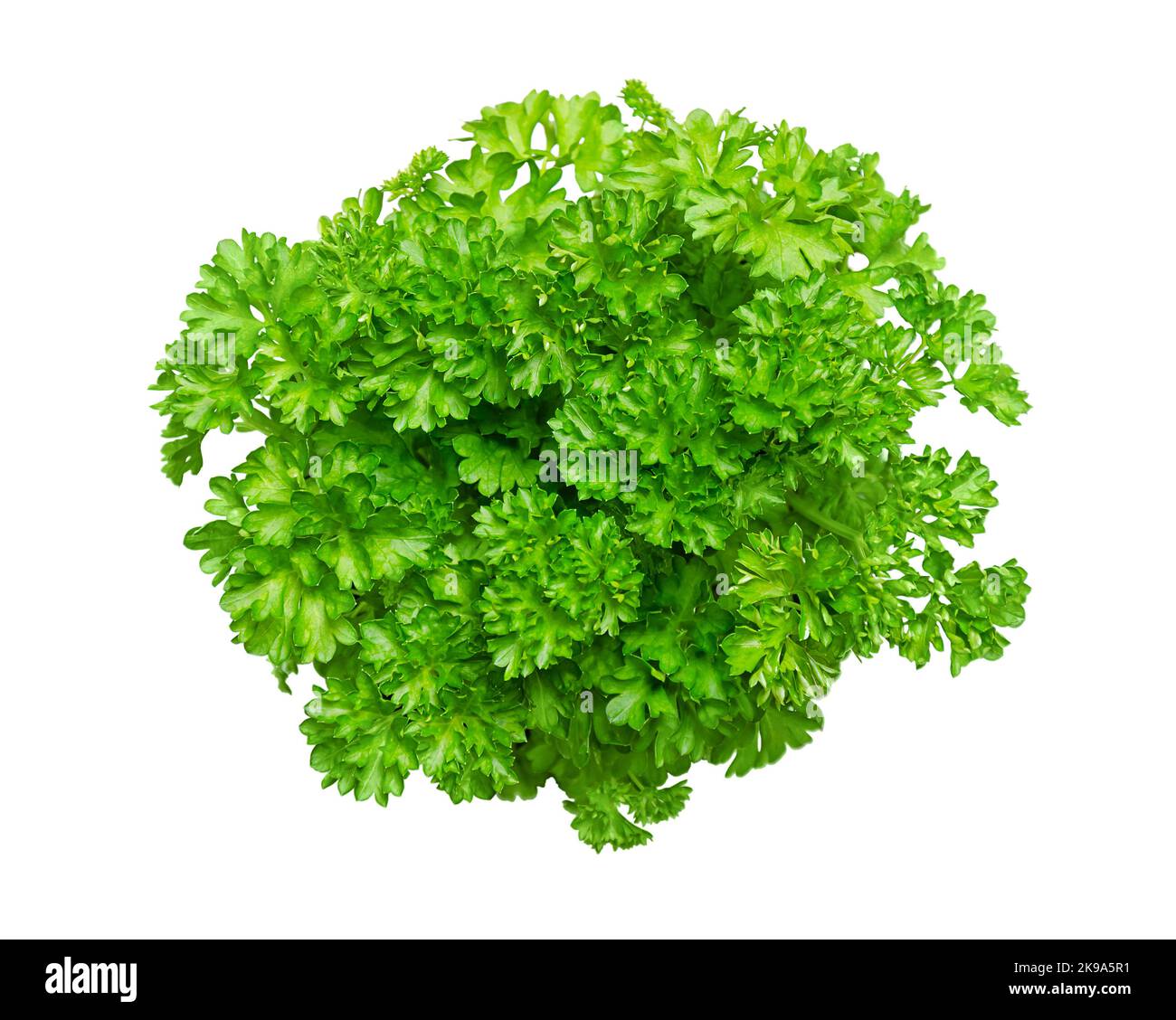 Mazzetto di prezzemolo fresco riccio, isolato, dall'alto. Prezzemolo riccio, con foglie verde brillante e increspate, usato come guarnitura. Crispum di Petroselinum. Foto Stock