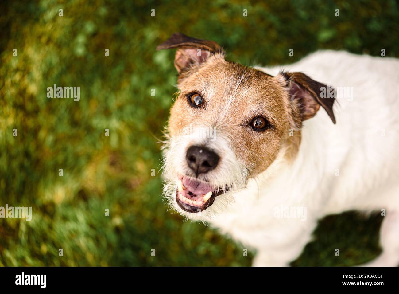 Cane eccitato che guarda in su e che ascolta il proprietario Foto Stock