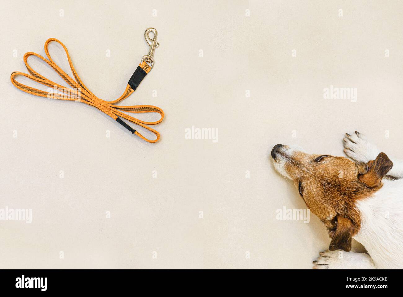 Cane in attesa di andare per camminare sdraiato sul pavimento e guardare il guinzaglio animale domestico Foto Stock