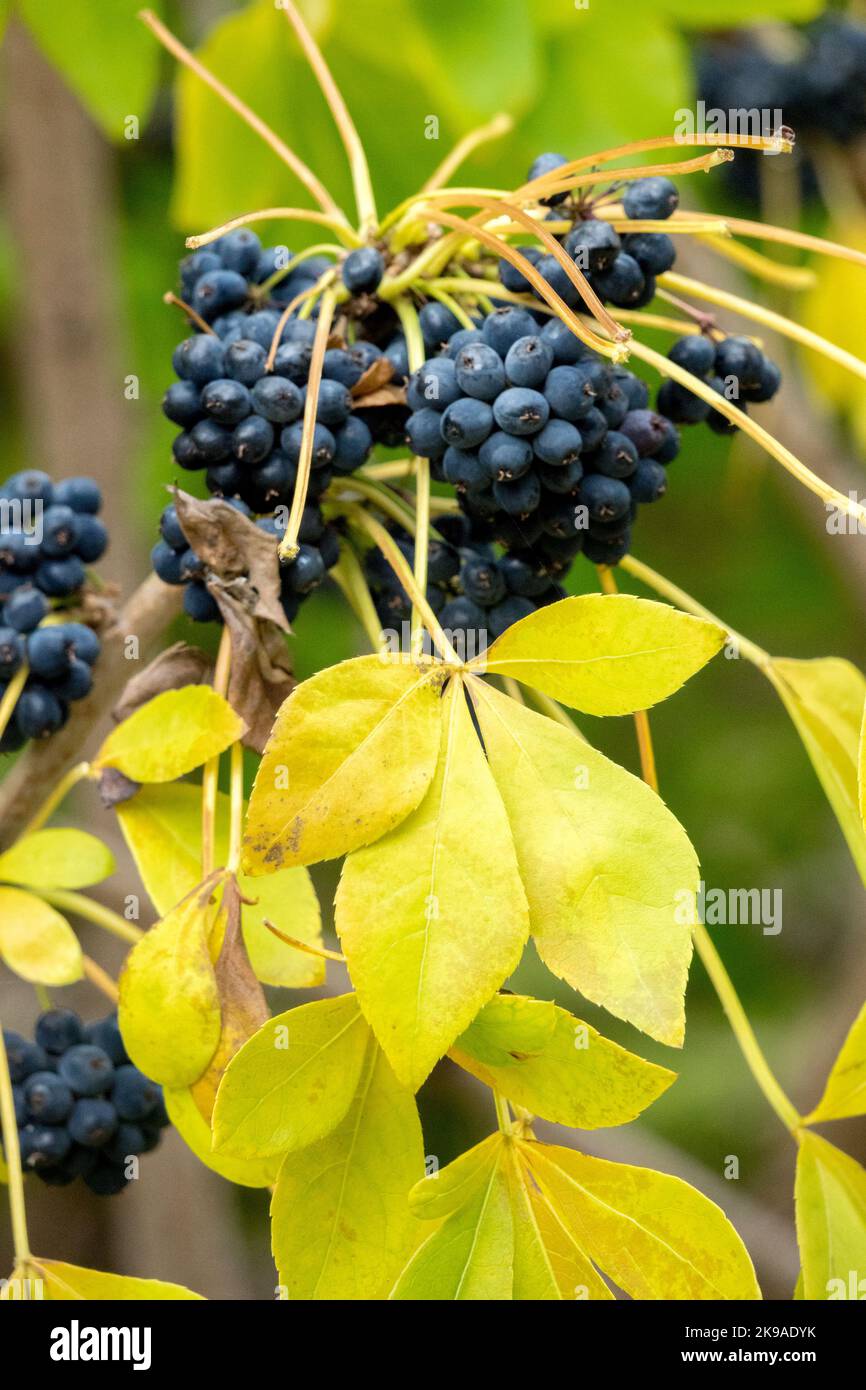 Acanthopanax, deciduo, pianta, Autunno, arbusto, Araliaceae, frutti, Berries Nero, Eleutherococcus, foglie Foto Stock