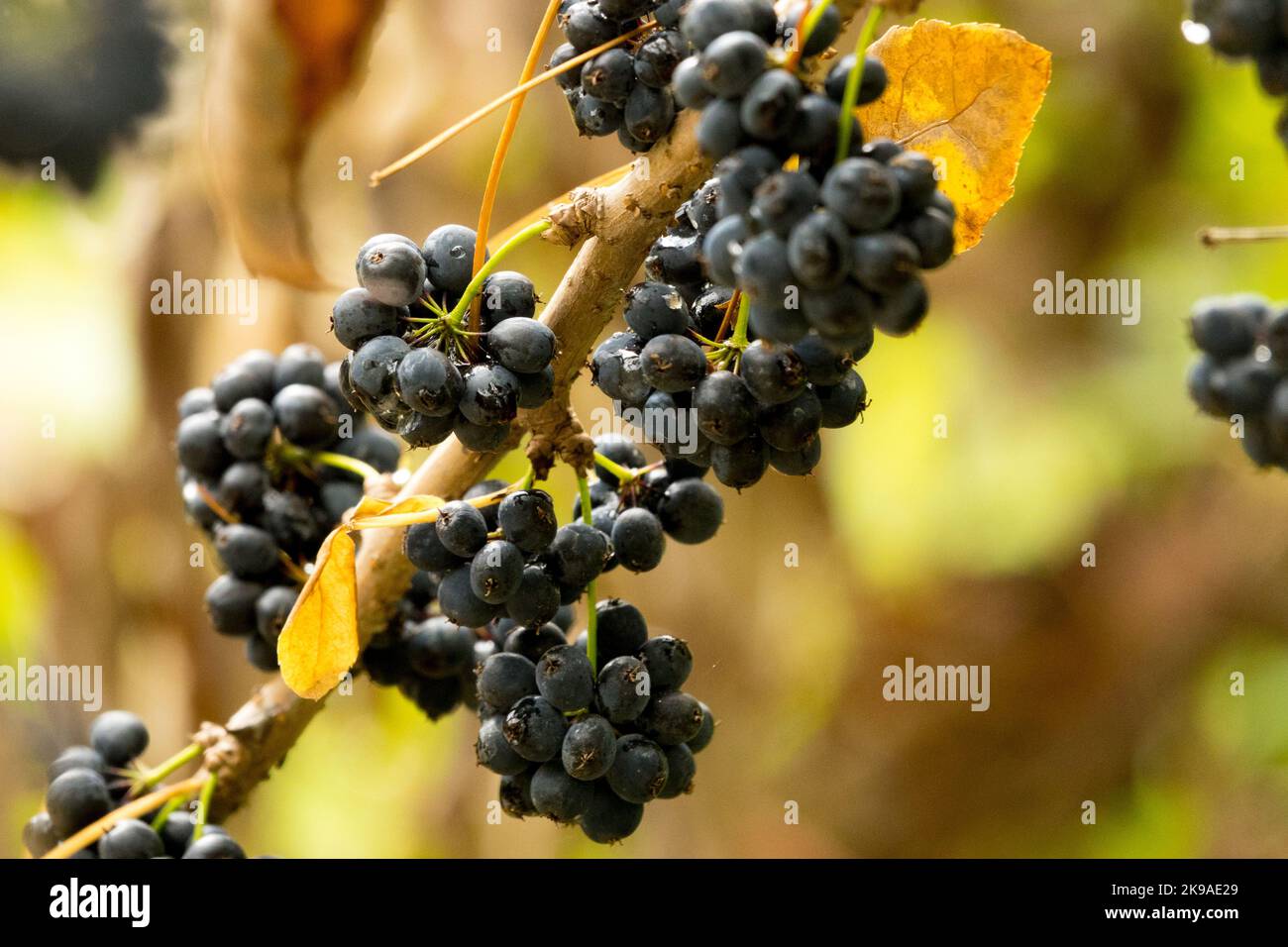 Eleutherococcus, Berries, Acanthopanax, frutti, Araliaceae, Eleutherococcus simonii, Autunno, Nero, frutta, pianta Foto Stock