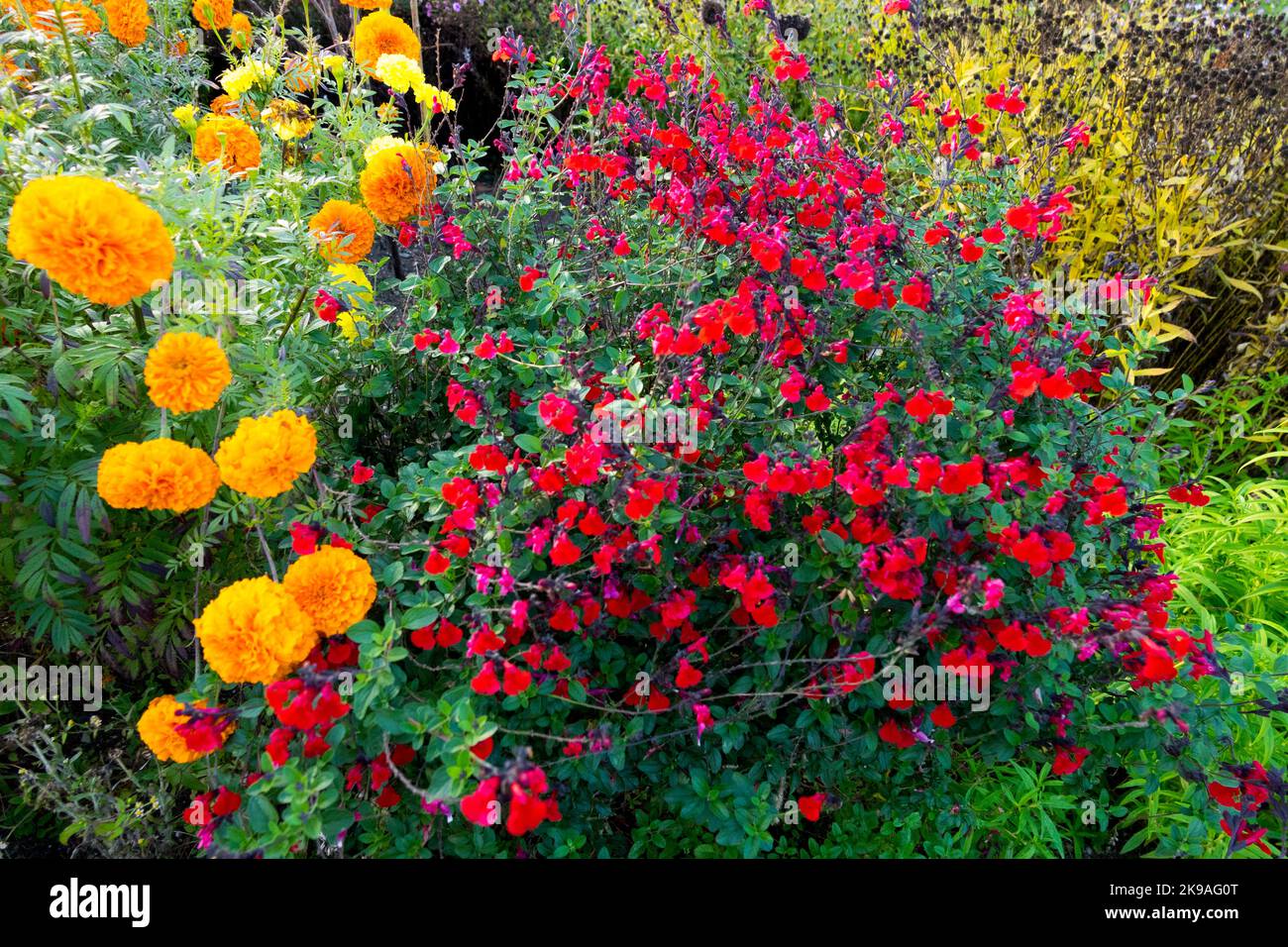 Salvia Microphylla 'Royal Bumble', Tagetes erecta, Marigold africano, Fiore, Rosso, Arancio, piante da letto Foto Stock