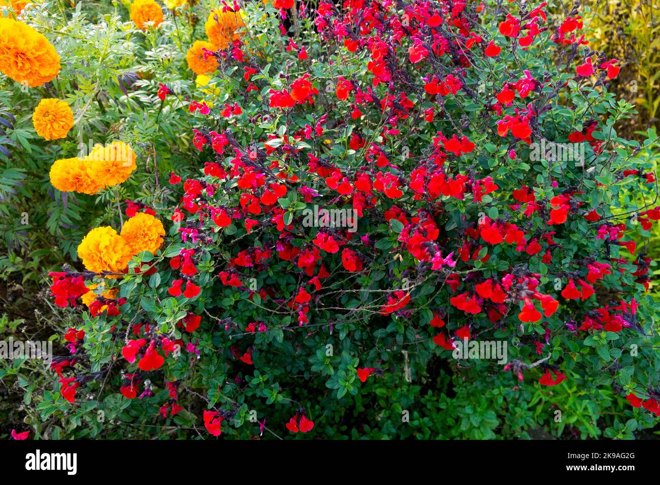 Marigolds, Salvias Tagetes, Salvia microfylla 'Royal Bumble', Fiore letto, confine, Giardino, piante Salvia Rossa Foto Stock