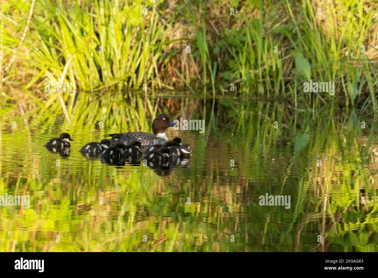 Femmina anatra goldeneye comune nuoto con piccoli pulcini su un piccolo lago durante il tramonto in Estonia. Foto Stock