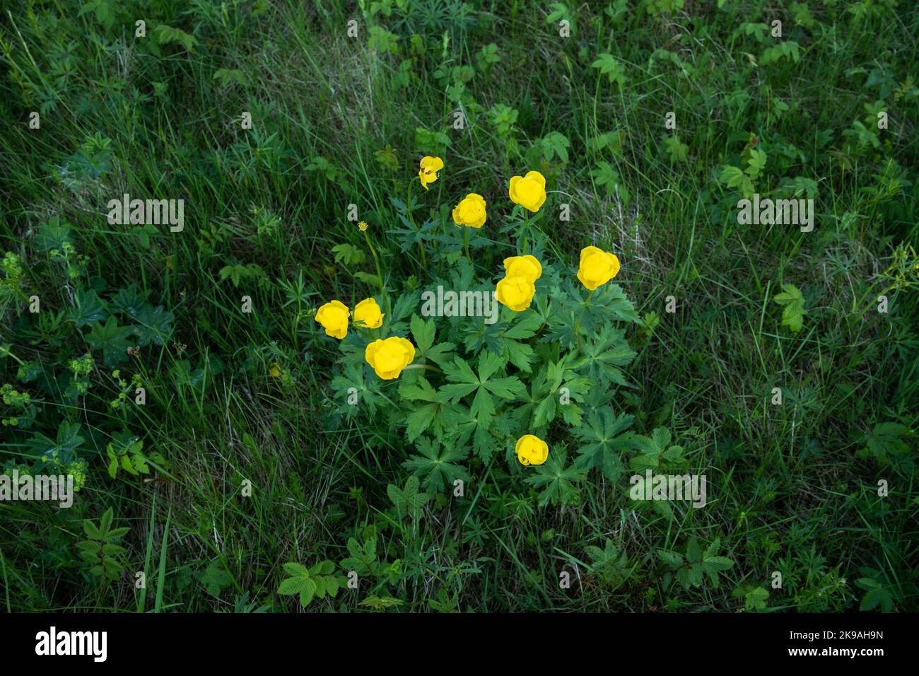 Un gruppo di fiori di globo lussureggianti, Troglius europaeus fiorisce su un prato tardo primaverile in Estonia, Nord Europa Foto Stock