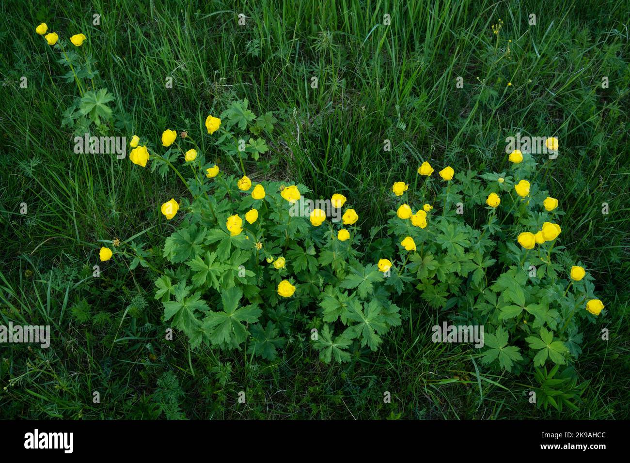 Un gruppo di fiori di globo lussureggianti, Troglius europaeus fiorisce su un prato tardo primaverile in Estonia, Nord Europa Foto Stock