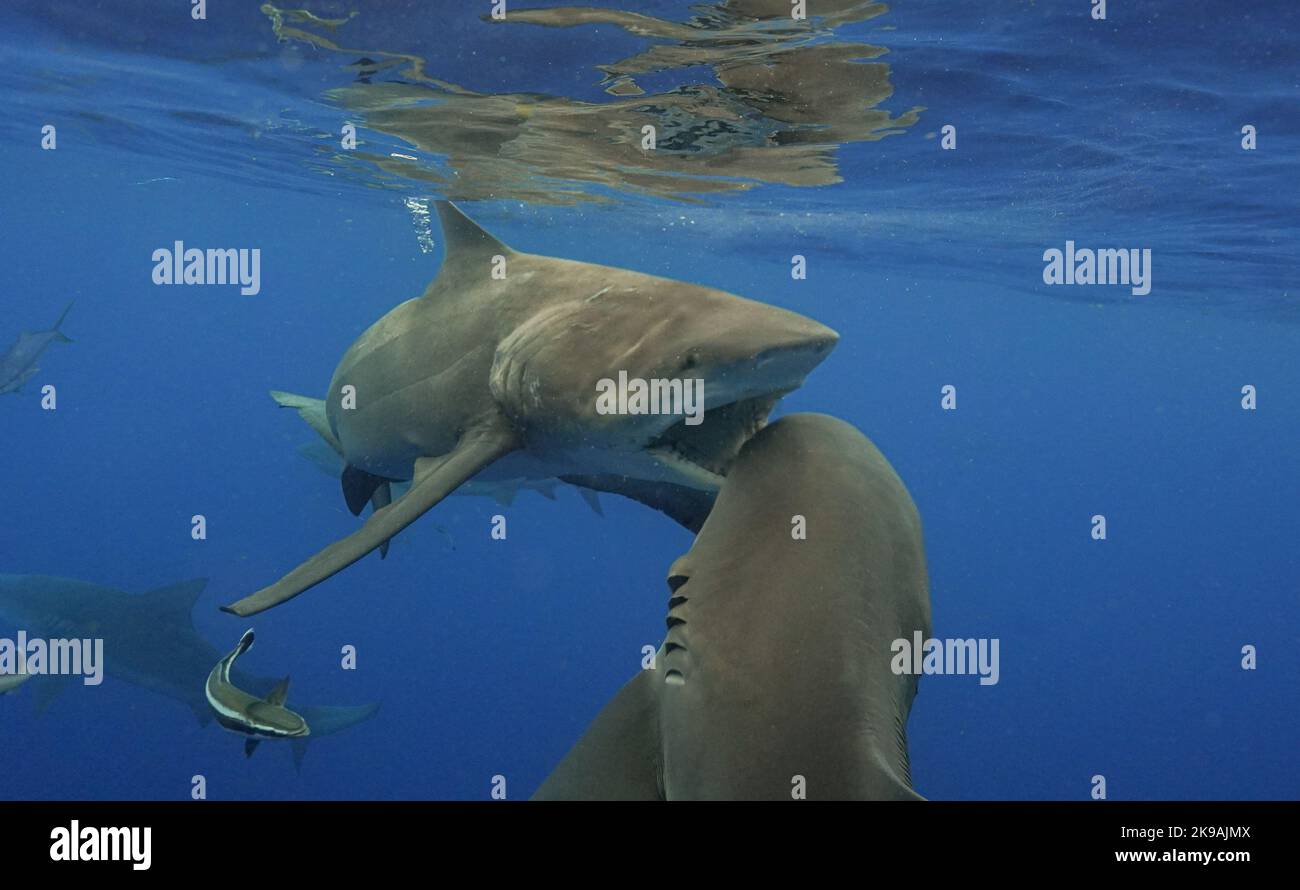 I due squali toro si scambiano per cibo. Florida, USA: QUESTE IMMAGINI TERRIFICANTI mostrano uno squalo toro ferito lasciato in percosso dopo un morso sbagliato Foto Stock