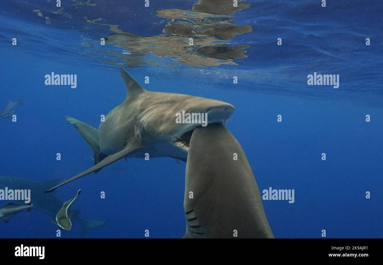Uno squalo toro prende un ma da un altro squalo toro. Florida, USA: QUESTE IMMAGINI TERRIFICANTI mostrano uno squalo toro ferito lasciato in percosse dopo un BI sbagliato Foto Stock