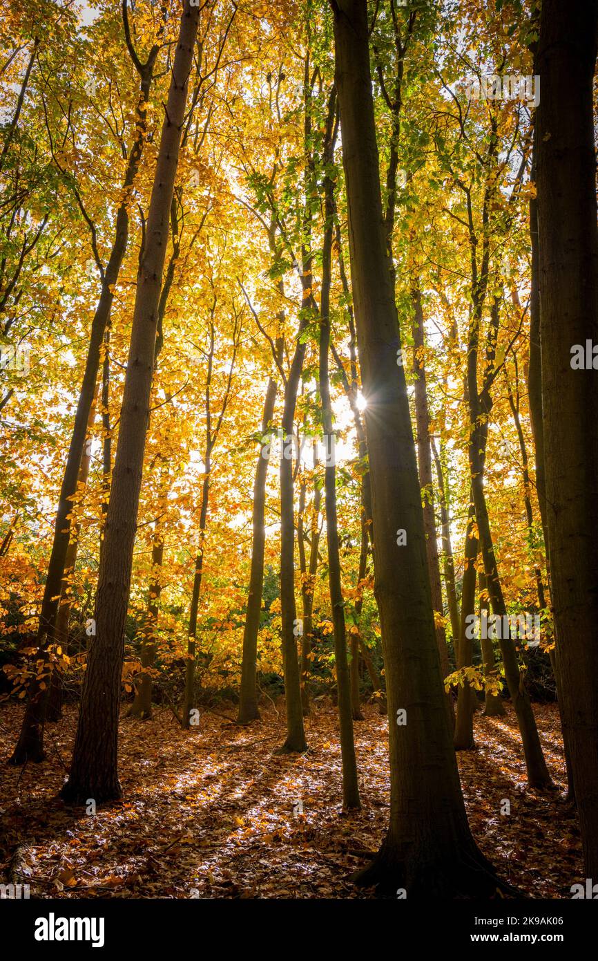 Luce del sole che si illumina attraverso un bosco di querce con le loro foglie di colore autunnale. Foto Stock