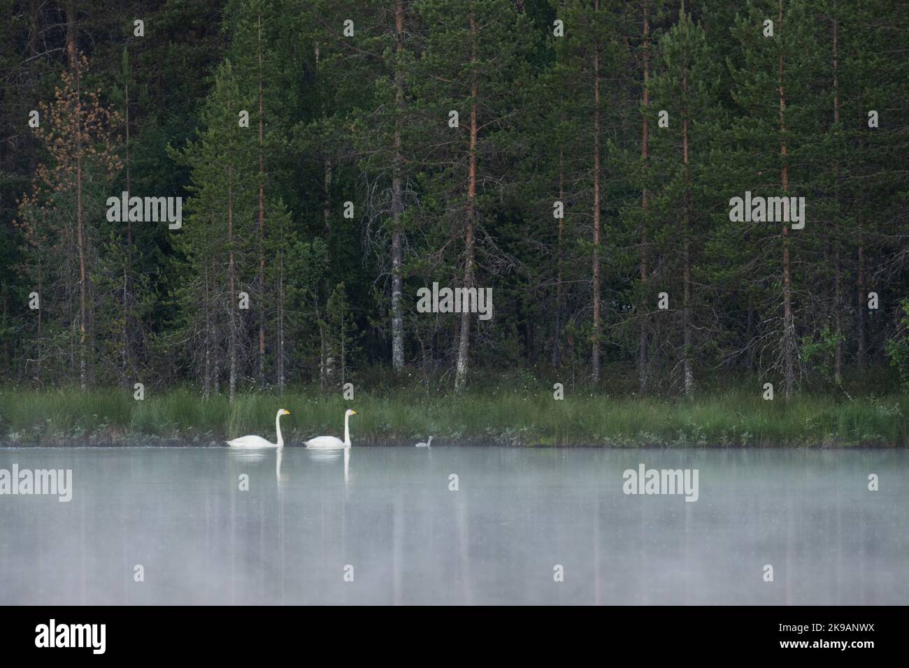 Famiglia di cigno Whooper che nuota su un lago di mattina misty vicino a Kuusamo, Finlandia del nord Foto Stock