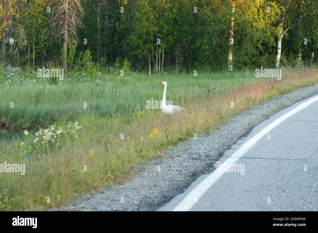 Un cigno di Whooper, Cygnus cygnus che si trova accanto ad una strada asfaltata vicino a Kuusamo, Finlandia settentrionale Foto Stock
