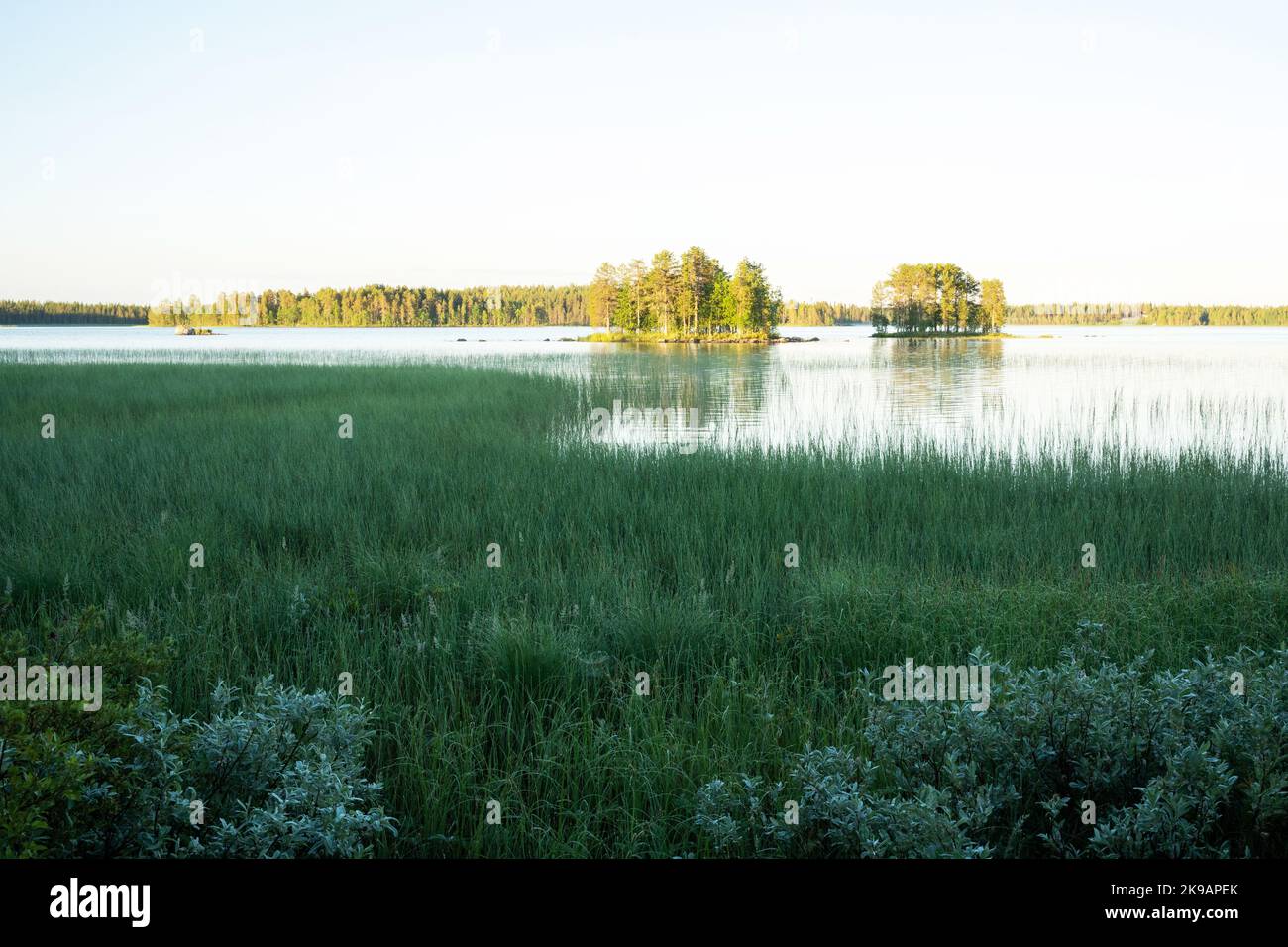 Una vegetazione bassa su una riva del lago durante una serata estiva nel nord della Finlandia Foto Stock
