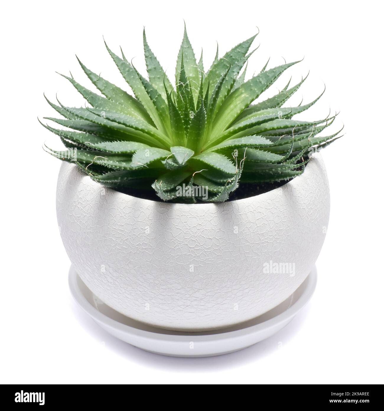 Succulente pianta di Aloe Aristata in ceramica bianca Pot isolato su sfondo bianco Foto Stock