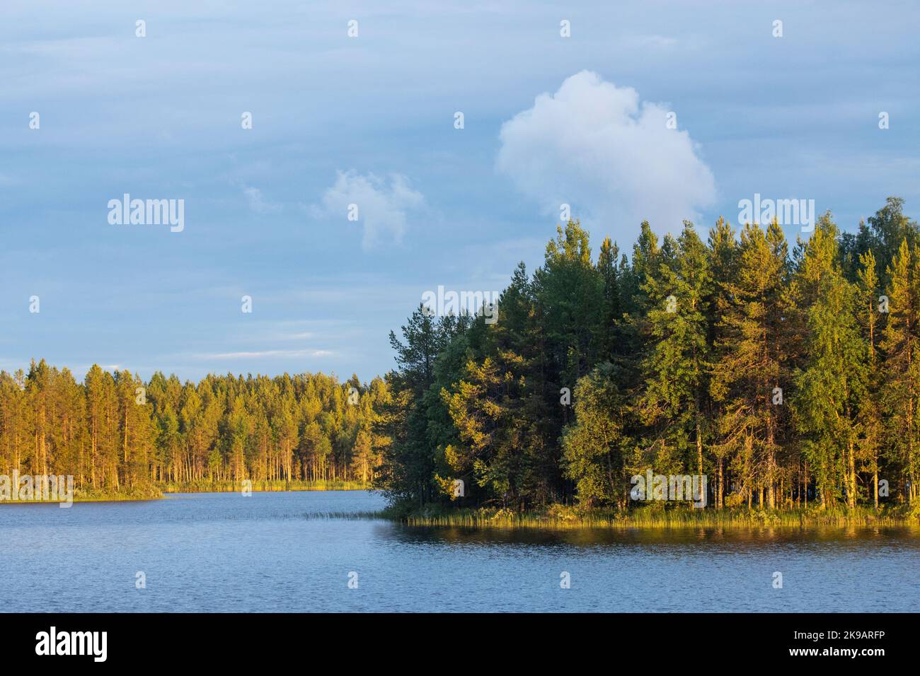 Vista su una foresta vicino a un lago durante un tramonto estivo nella Finlandia settentrionale Foto Stock