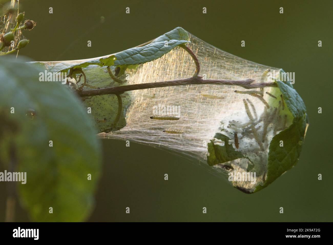 Colonne di erminio di ciliegio-uccello che si muovono nel fotoricettore durante una sera di primavera tarda in Estonia Foto Stock