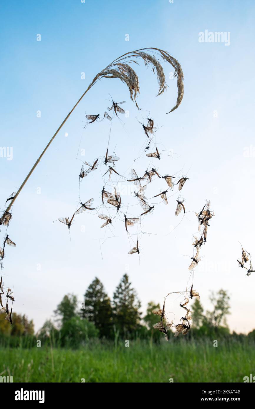 Un grande gruppo di mayflies intrappolati in una ragnatela in una tarda serata primaverile da un fiume in Estonia Foto Stock