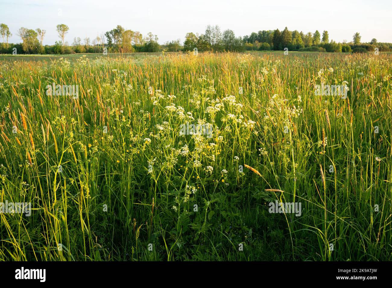 Una varietà di piante selvatiche su un prato estivo durante una mattina presto in Estonia, Nord Europa Foto Stock