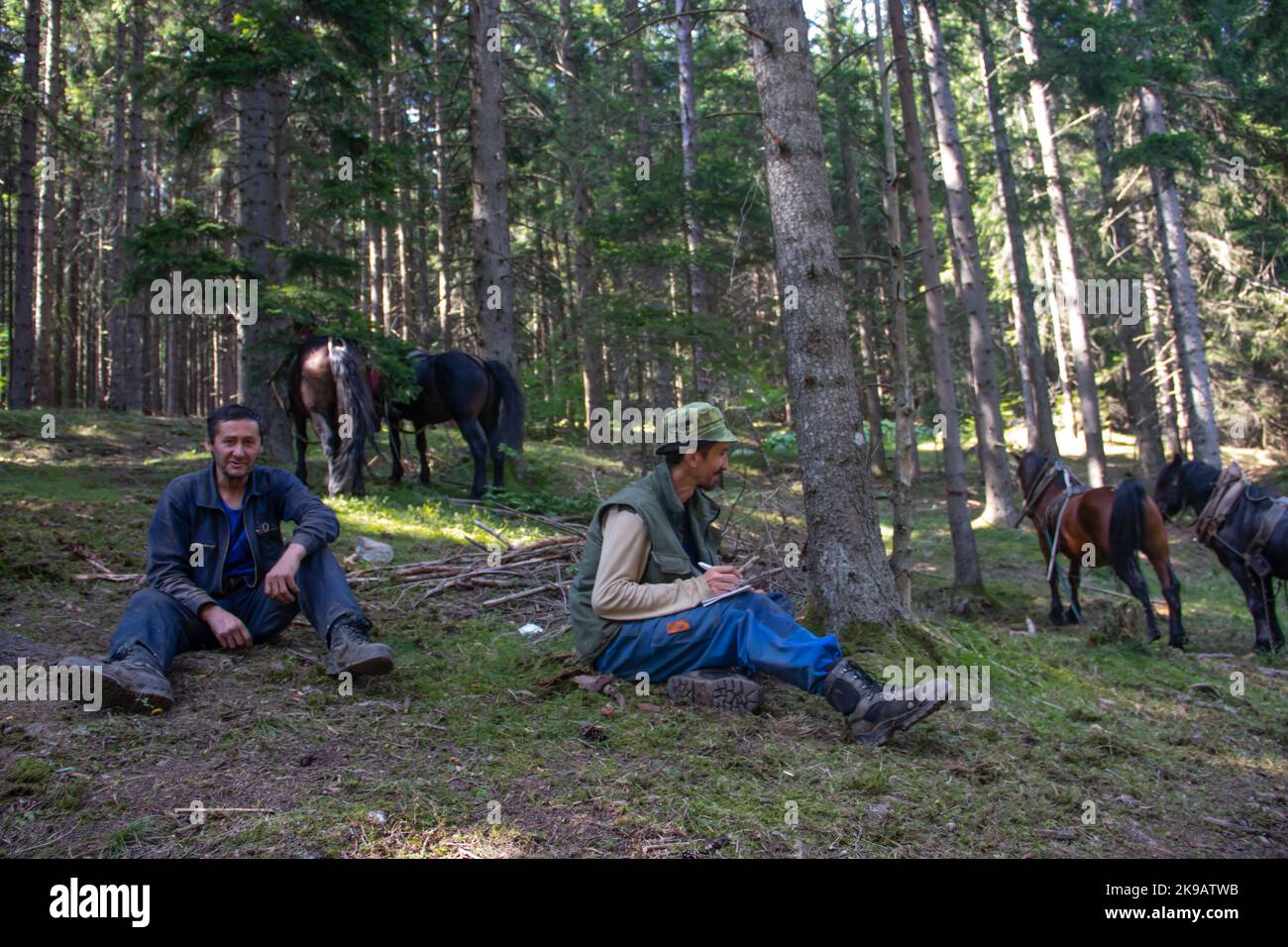 Cavalli domestici da fattoria a lato di campagna dopo aver tirato tronchi appena tagliati e legname dalla foresta alla fabbrica locale di legname per la produzione Foto Stock