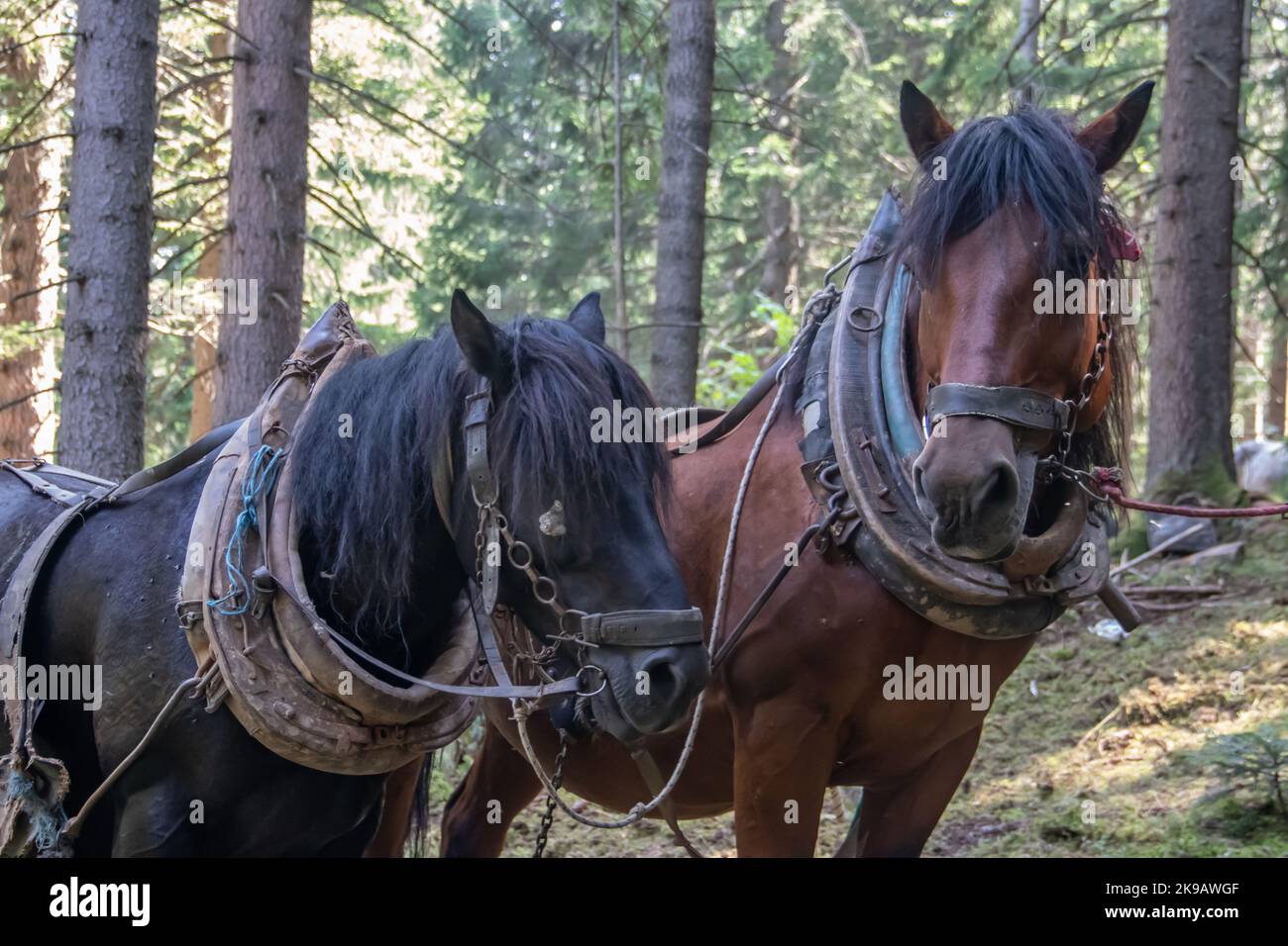 Cavalli domestici da fattoria a lato di campagna dopo aver tirato tronchi appena tagliati e legname dalla foresta alla fabbrica locale di legname per la produzione Foto Stock