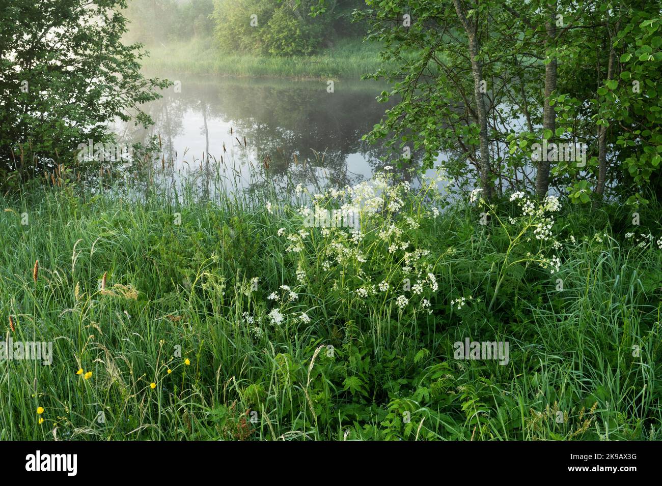 Un gruppo di prezzemolo di mucca fiorito che cresce su una lussureggiante riva del fiume durante una mattinata estiva in Estonia, Nord Europa Foto Stock