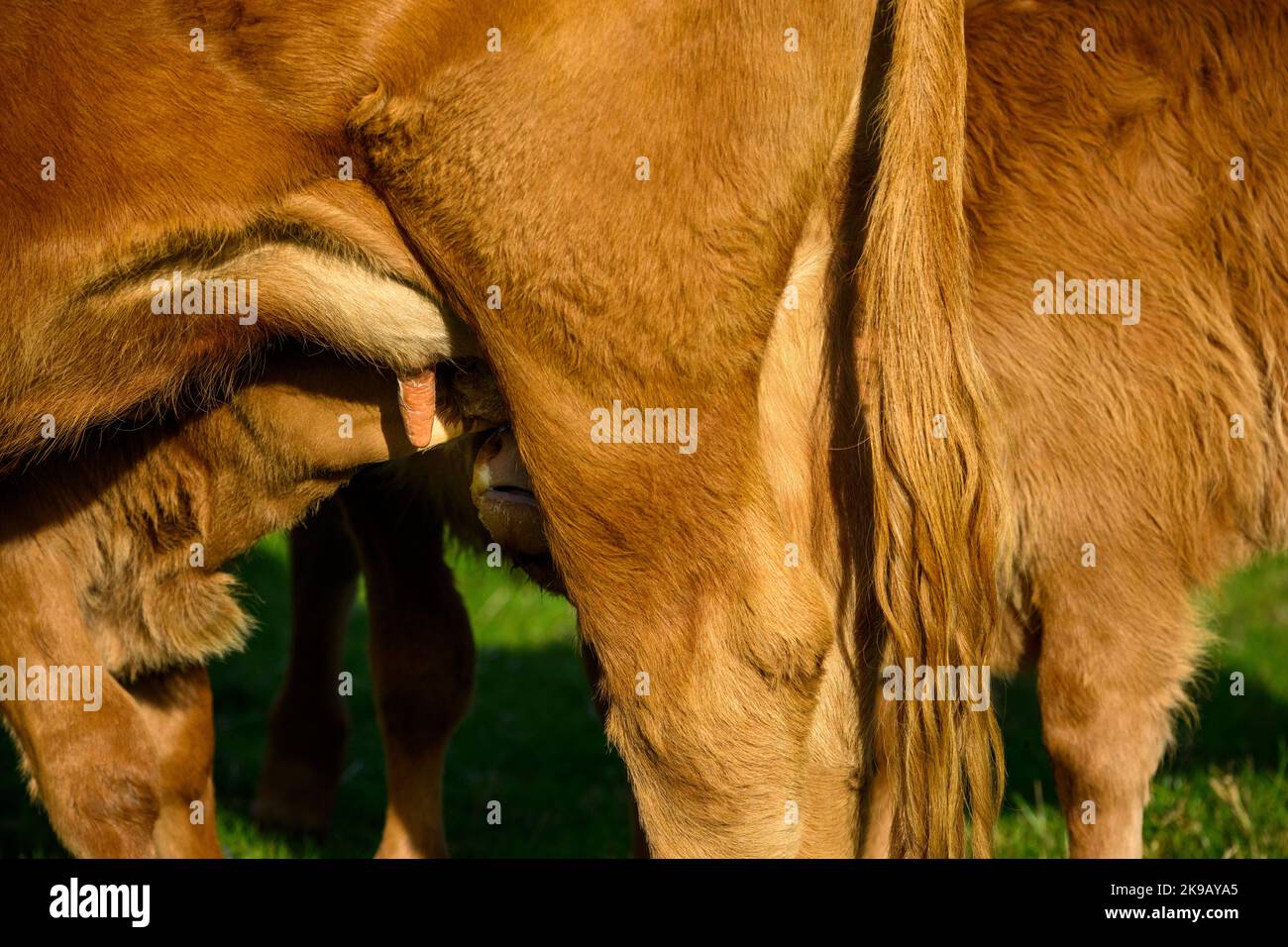 Mucca bruna illuminata dal sole e 2 due piccoli vitelli neonati in piedi in campo agricolo (giovani assetati di fame, latte materno, primo piano) - Yorkshire, Inghilterra, Regno Unito. Foto Stock