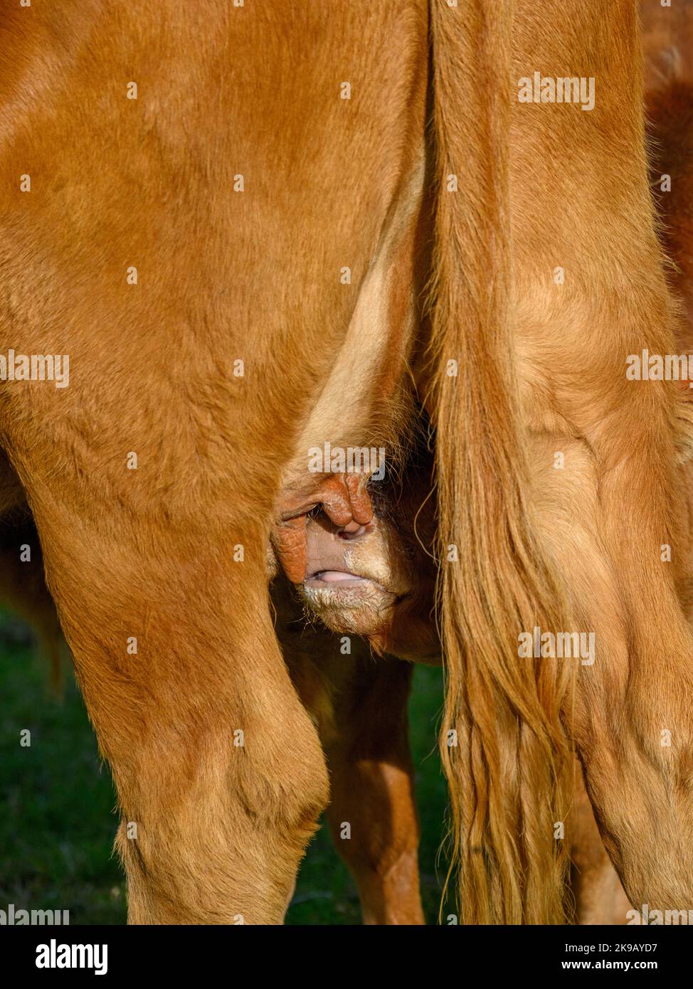 Mucca bruna illuminata dal sole e piccolo vitello neonato in piedi in campo agricolo (giovane assetato affamato, latte materno, capezzoli di mammelle in primo piano) - Yorkshire, Inghilterra, Regno Unito. Foto Stock