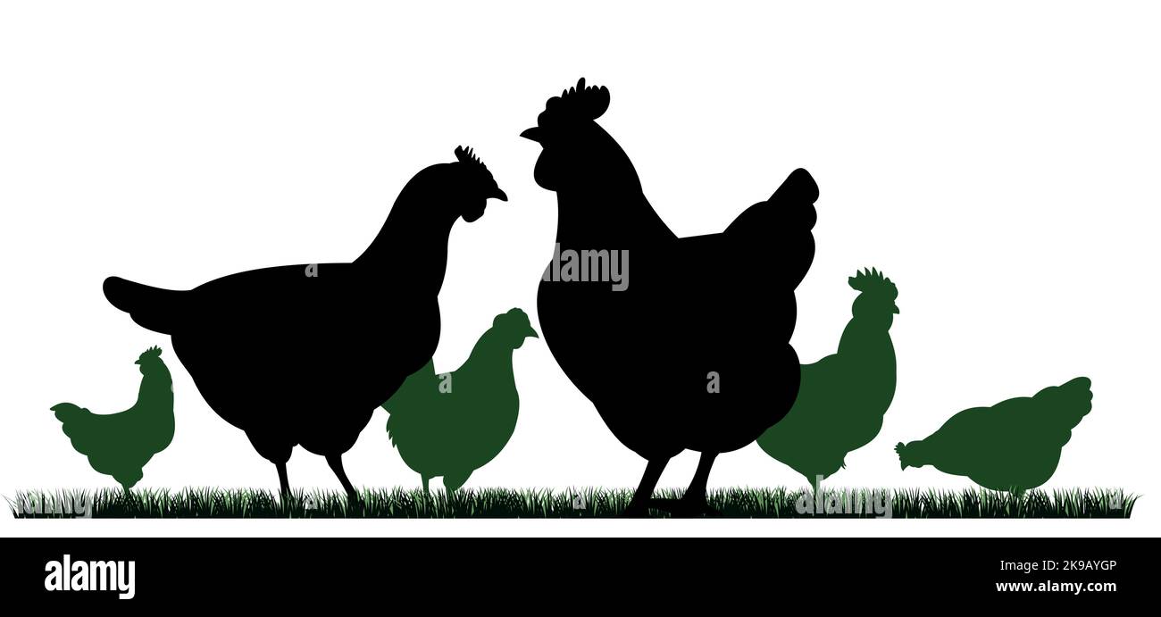 Polli in pascolo. Silhouette dell'immagine. Animali da fattoria. Pollame domestico per ottenere uova. Isolato su sfondo bianco. Vettore. Illustrazione Vettoriale