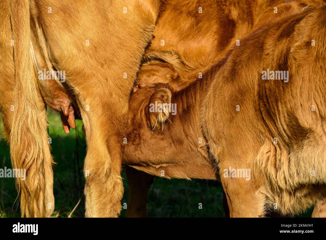 Mucca bruna illuminata dal sole e 2 piccoli vitelli neonati in piedi in campo agricolo (giovani gemelli affamati assetati, latte materno, primo piano) - Yorkshire, Inghilterra, Regno Unito. Foto Stock