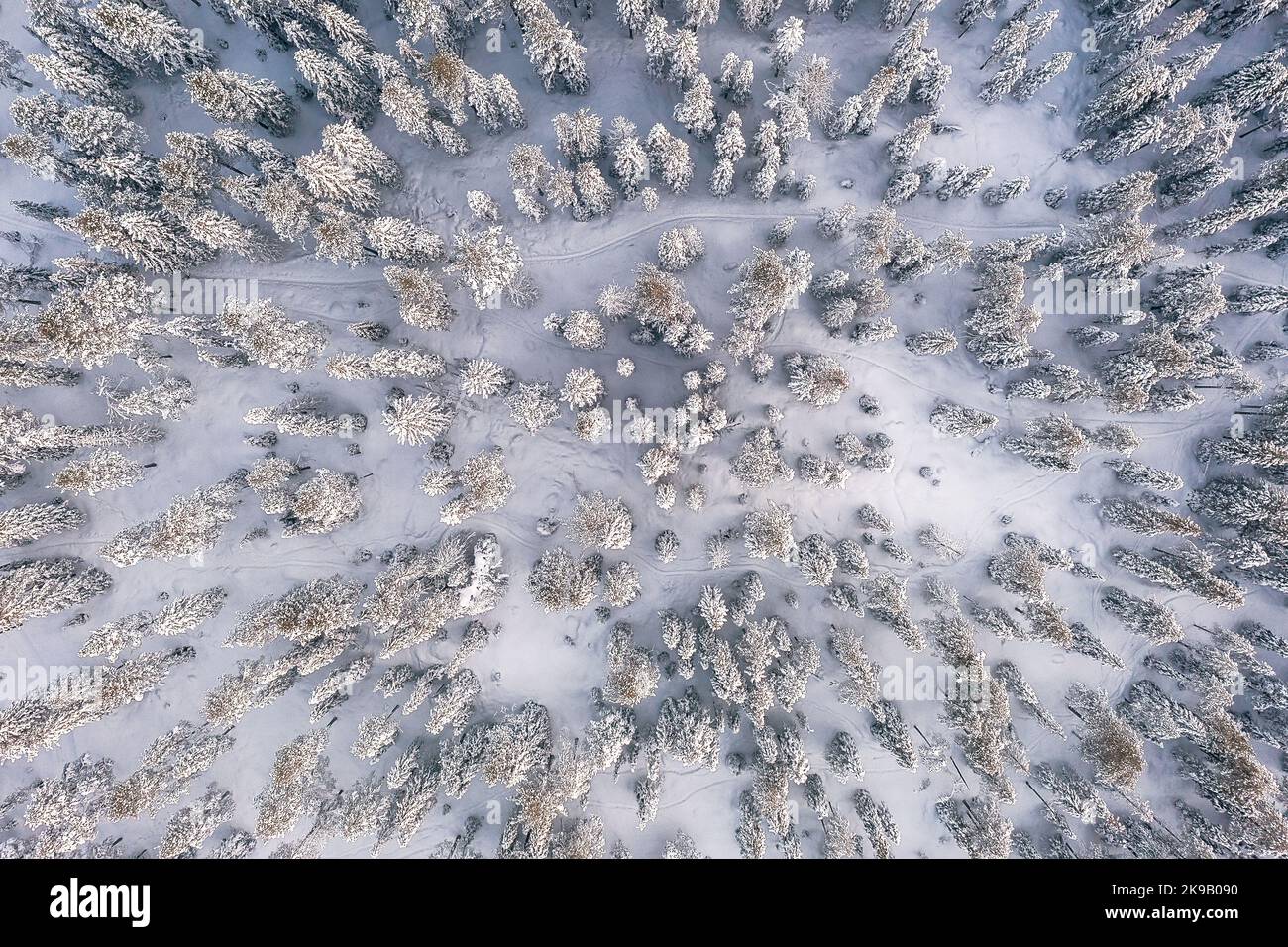 Veduta aerea di una foresta nella Lapponia finlandese vicino a Rovaniemi. Tipico scenario invernale finlandese. Foto Stock