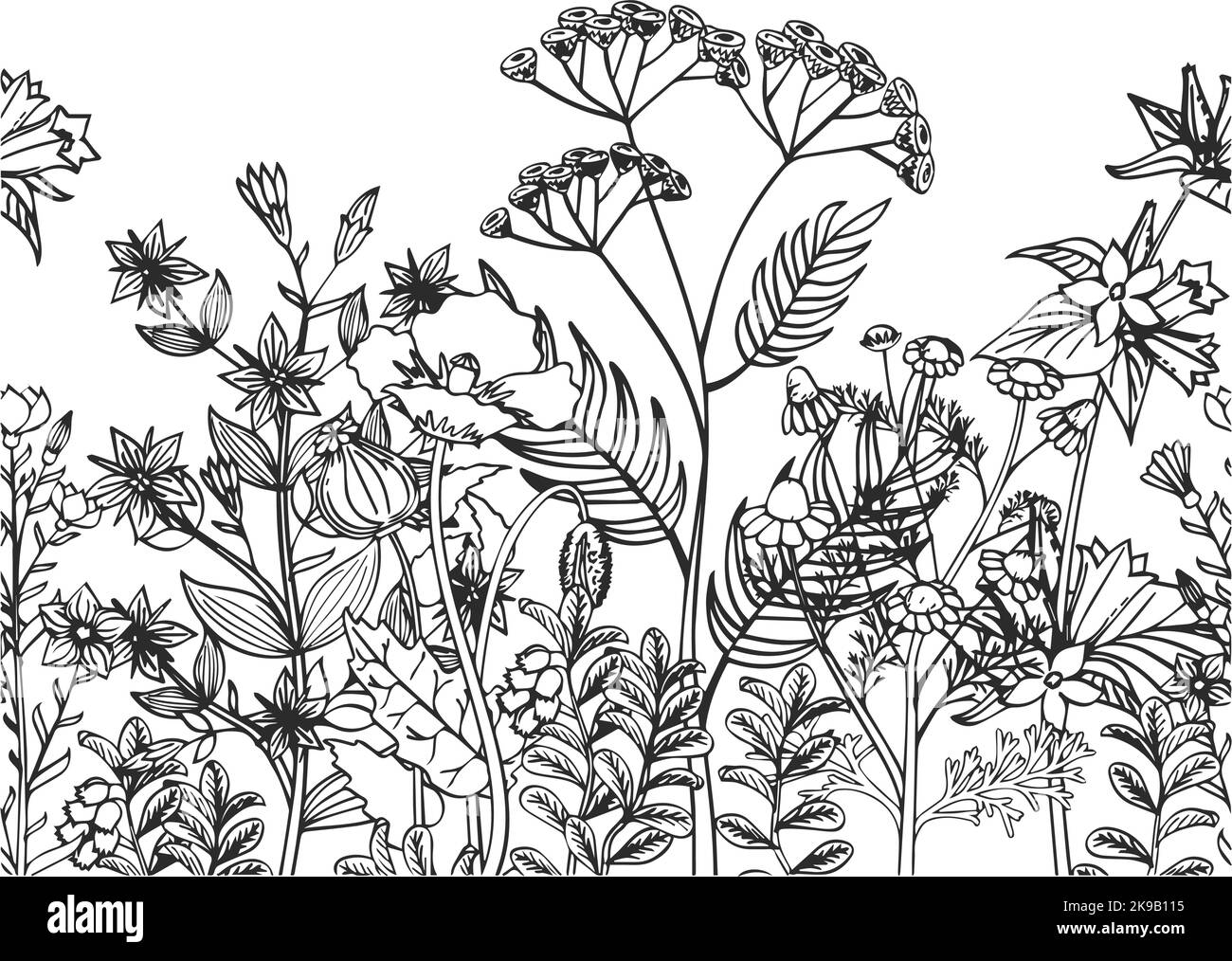 Illustrazione botanica delle erbe in fiore. Piante crescenti sfondo Illustrazione Vettoriale