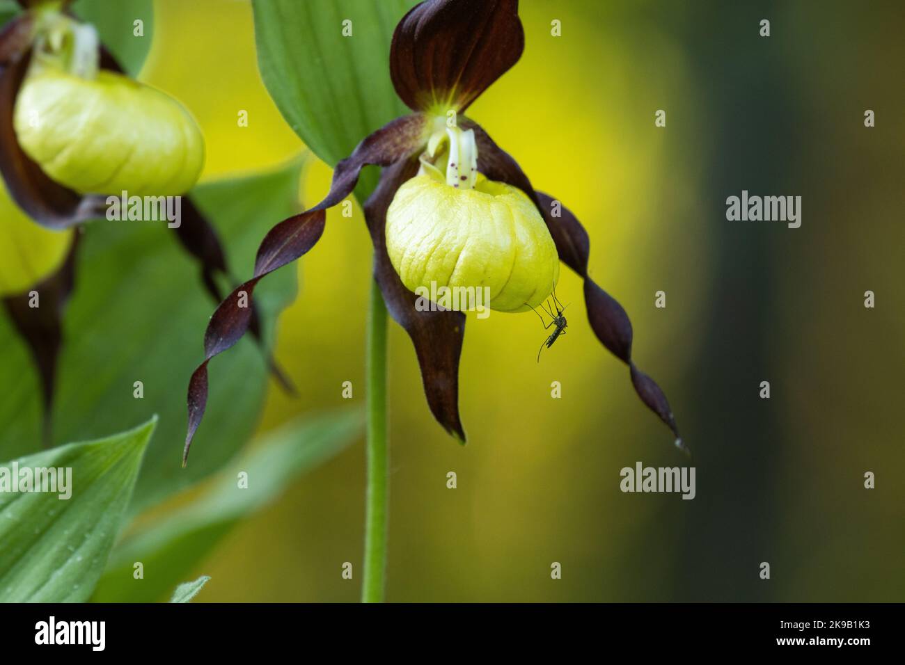 Primo piano di una piccola zanzara che riposa sull'orchidea Ladys-Slipper nella foresta boreale estone Foto Stock