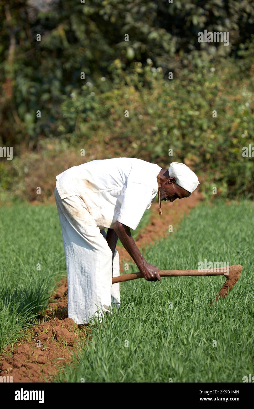 Lavoratore agricolo in abito locale. Paesaggi indiani, na, India. Architetto: Na , 2020. Foto Stock