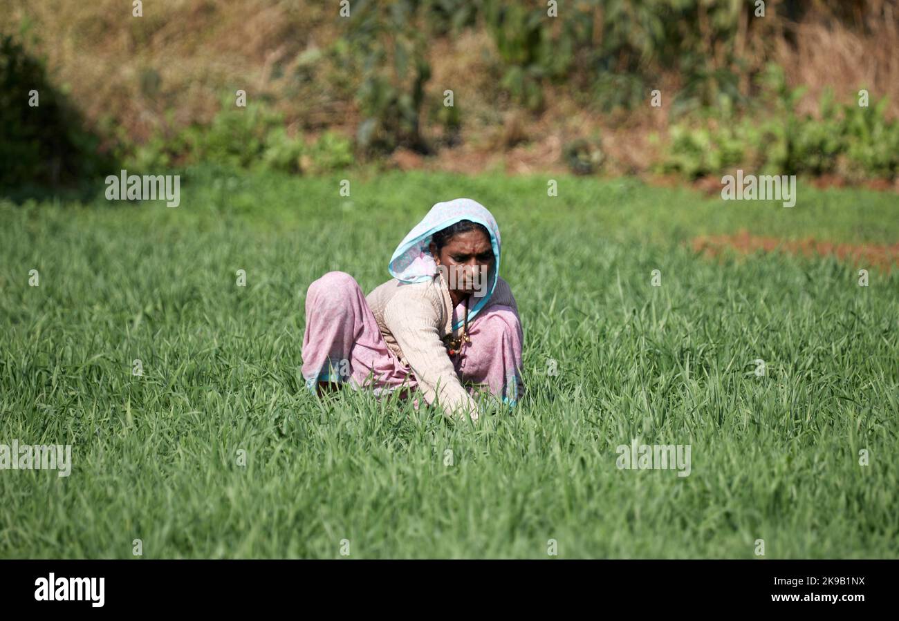 Lavoratore agricolo in abito locale. Paesaggi indiani, na, India. Architetto: Na , 2020. Foto Stock