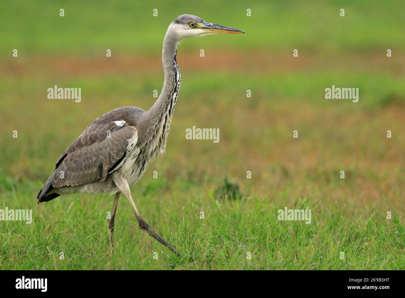 Grey Heron, tempo di caccia sul prato Foto Stock