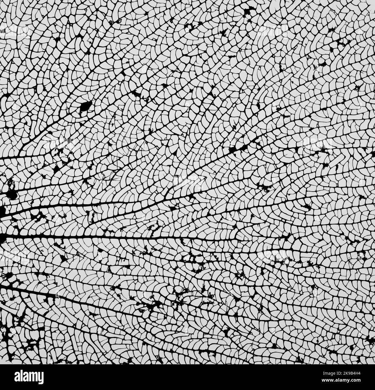 Astratto primo piano tessitura grafica di secco in bianco e nero foglia struttura modello in natura. Elemento di design dinamico per poster/sfondo/sfondo. Foto Stock