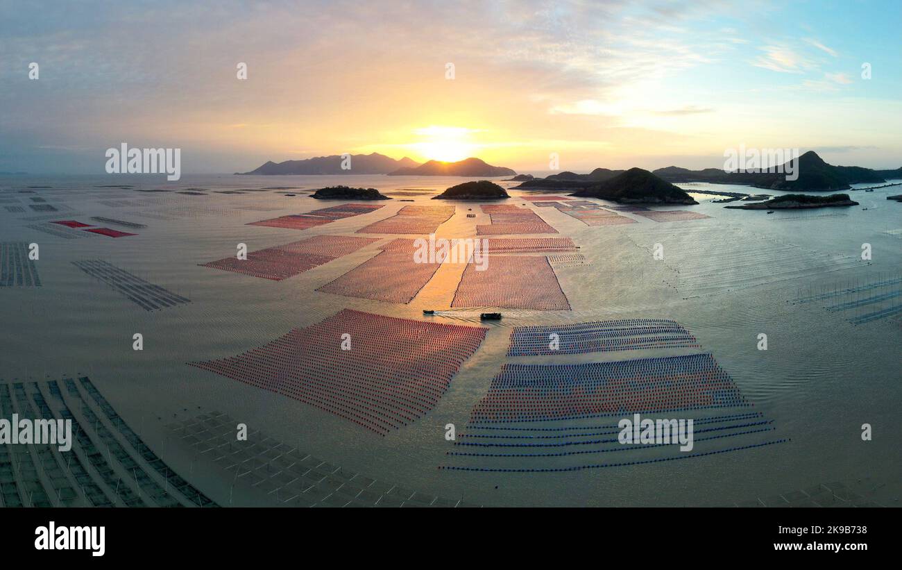 Xiapu. 26th Ott 2022. Questa foto aerea scattata il 26 ottobre 2022 mostra le barche che viaggiano nell'area dell'acquacoltura di Sansha Township al mattino nella Contea di Xiapu, nella Provincia Fujian della Cina sudorientale. L'area marina della contea di Xiapu è entrata nella stagione di punta del raccolto autunnale. Le barche viaggiano attraverso la vasta area dell'acquacoltura, raccogliendo prodotti acquatici come conca e ostriche, dall'alba al tramonto. Credit: Notizie dal vivo su Jiang Kehong/Xinhua/Alamy Foto Stock Xiapu. 26th Ott 2022. Questa foto aerea scattata il 26 ottobre 2022 mostra le barche che viaggiano nell'area dell'acquacoltura di Sansha Township al mattino nella Contea di Xiapu, nella Provincia Fujian della Cina sudorientale. L'area marina della contea di Xiapu è entrata nella stagione di punta del raccolto autunnale. Le barche viaggiano attraverso la vasta area dell'acquacoltura, raccogliendo prodotti acquatici come conca e ostriche, dall'alba al tramonto. Credit: Notizie dal vivo su Jiang Kehong/Xinhua/Alamy Foto Stock
