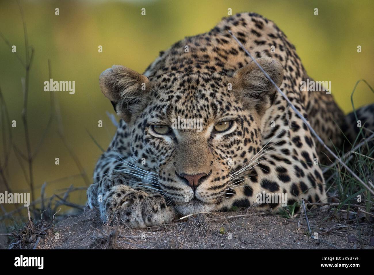 Leopard fotografato in un safari in Sud Africa Foto Stock