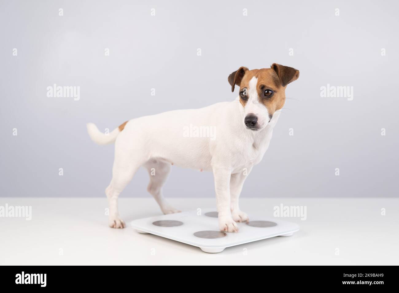 Dog jack russell terrier si alza sulle scale su sfondo bianco. Foto Stock