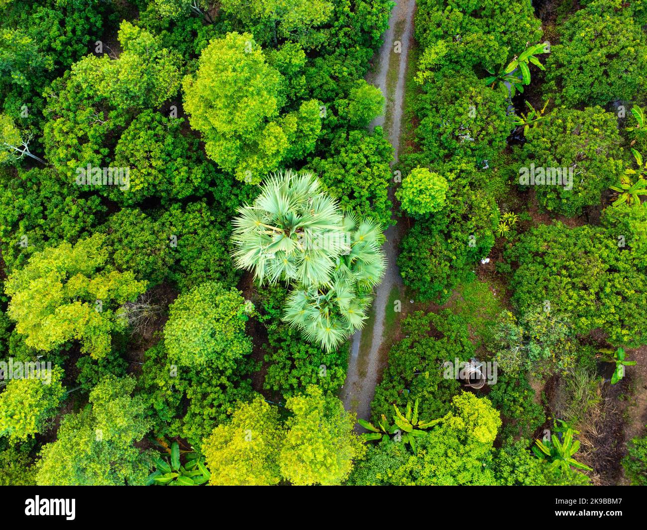 Vista aerea degli alberi piantati o della lussureggiante foresta pluviale con la luce del sole durante la bella alba in primavera. Bellissimo giardino agricolo. Attività di coltivazione Foto Stock