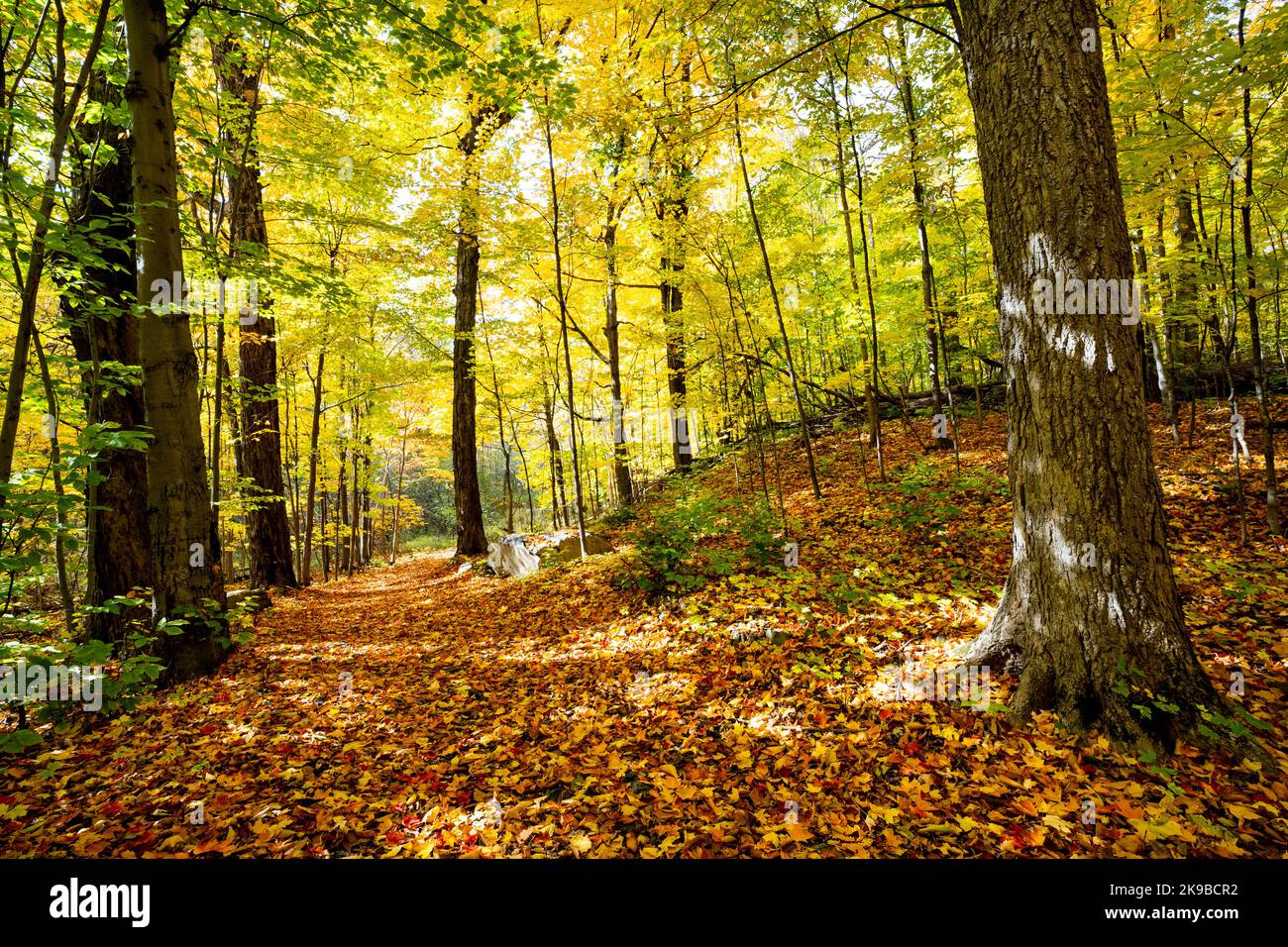 Bella foresta con colorate foglie autunnali nel parco nazionale in Canada Foto Stock