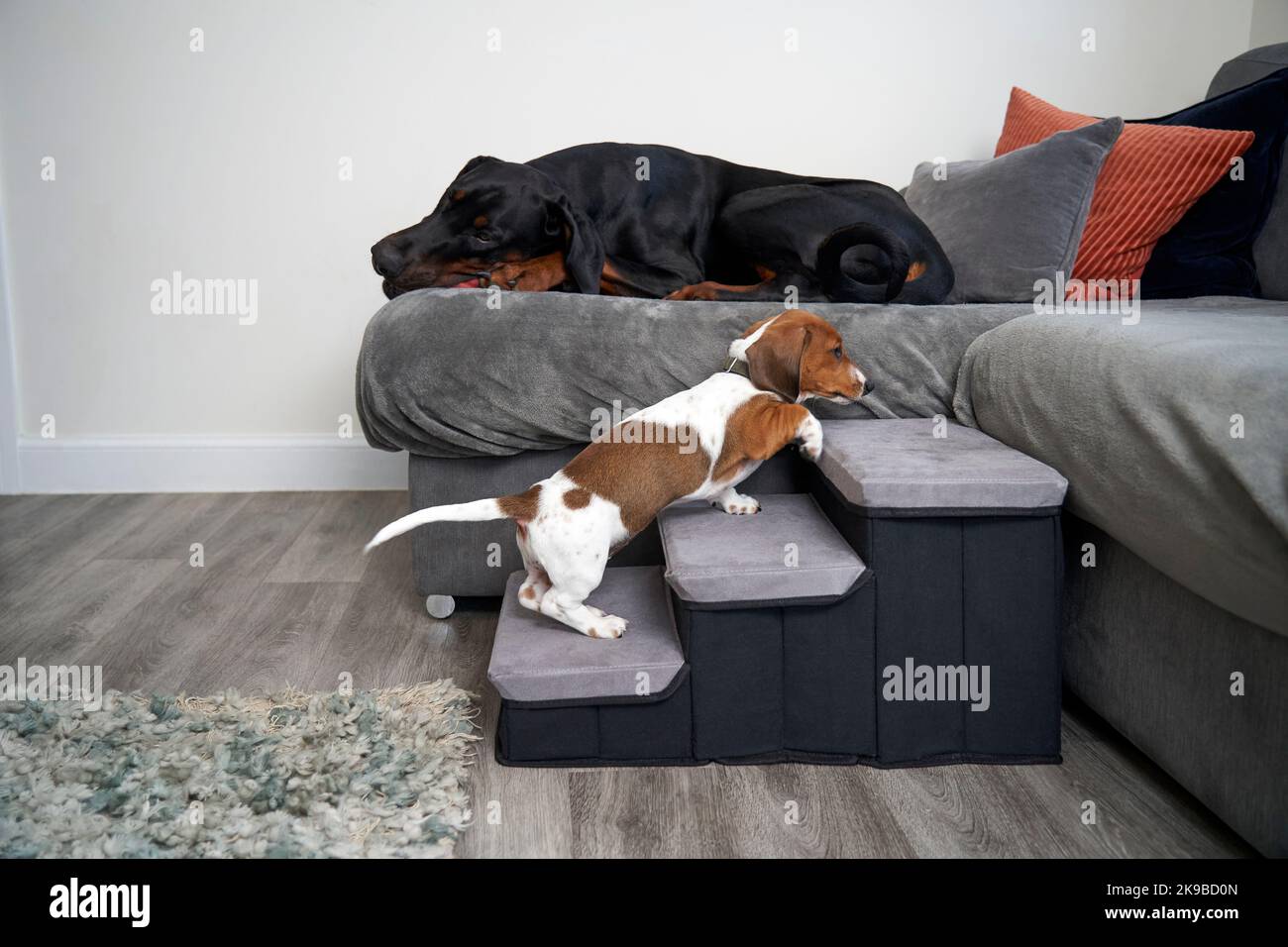 Dachshund cucciolo in miniatura utilizzando gradini per salire fino al divano per unire doberman in una casa Foto Stock