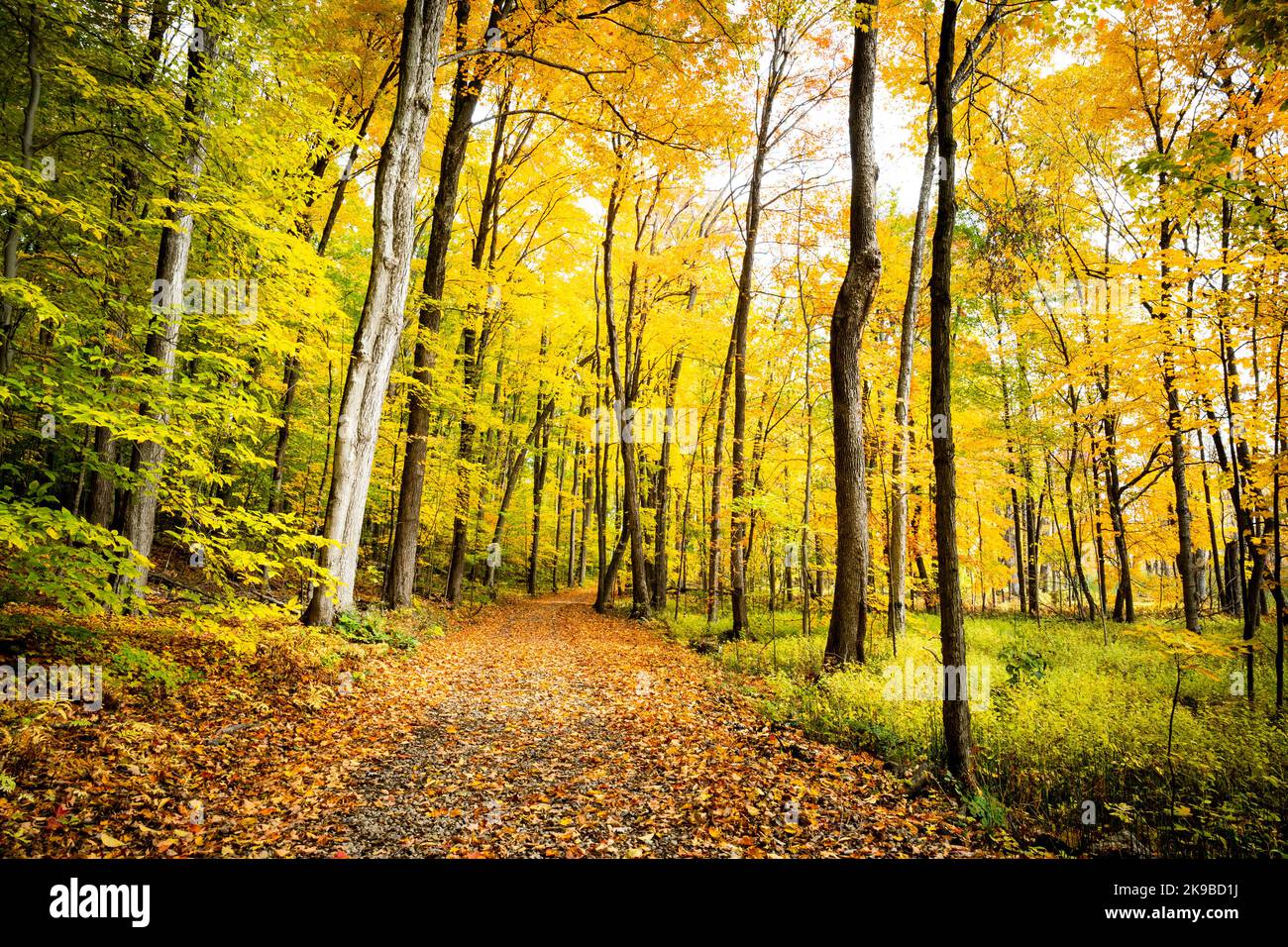 Bella foresta con colorate foglie autunnali nel parco nazionale in Canada Foto Stock