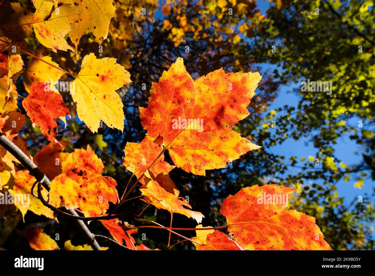 Belle foglie di acero rosso e giallo in autunno in un parco nazionale Foto Stock