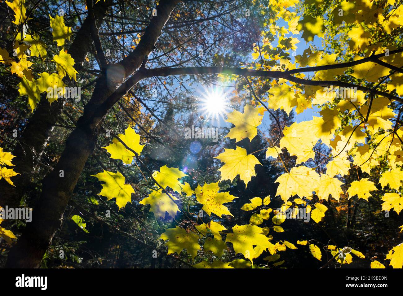 Coloratissimo fogliame autunnale con raggi solari che brillano attraverso le foglie Foto Stock