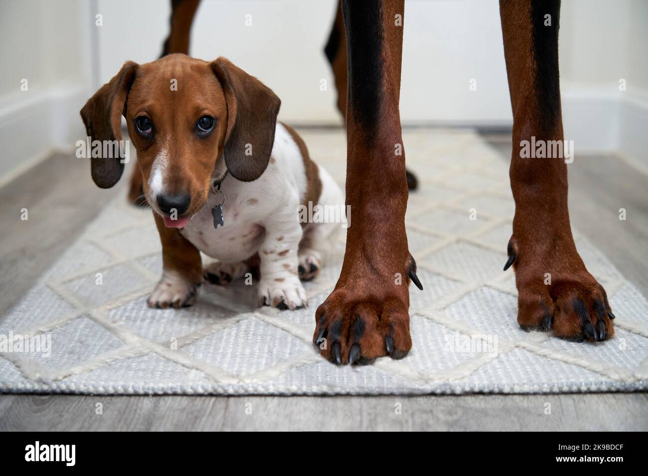 Dachshund cane in miniatura in piedi tra le gambe di grande doberman guardando la telecamera con linguetta che si appende fuori Foto Stock